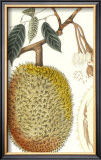 Indonesian Fruits IV Poster by Berthe Hoola Van Nooten