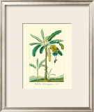 Banana, Musa Sapientum Framed Giclee Print by Ch. Lemaire