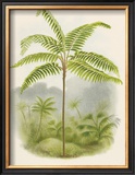 Tree Fern (Hemitelia Lindeni) Framed Giclee Print by Georg Dionysius Ehret