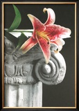 Stargazer Limited Edition Framed Print by Harvey Edwards