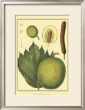 Exotic Melons I Art