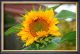 Sunflower Framed Giclee Print by Antonia Illsley