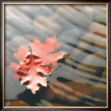 Leaves in Stream Posters by Glen & Gayle Wans