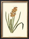 Antique Hyacinth VIII Art by Christoph Jacob Trew