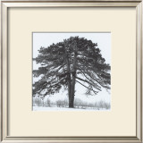 Arbres Divers II Prints by Michel Ditlove