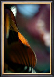 Feuilles Prunus II Prints by Marc Ayrault