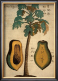 Papaya Tree Print by Michael Boym