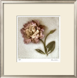 Sand Lisianthus Limited Edition Framed Print by Donna Geissler