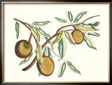 Botanical II Posters by Van Rheet 