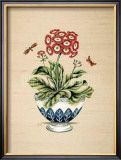 Auricula Serendipity Posters by P. Bowden