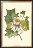 Tulip Tree Prints