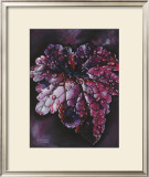 Heuchera After Rain Prints by Sue Warner