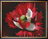 Red Poppy After Rain Prints by Sue Warner