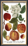 Weinmann Fruits I Prints by Weimann 