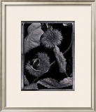 Chestnuts Posters by Augusto Camino
