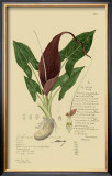 Aroid Plant IV Prints by A. Descubes