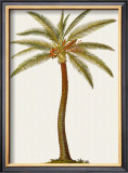 Coconut Palm Tree Framed Giclee Print by Georg Dionysius Ehret