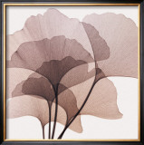Ginkgo Leaves II Prints by Steven N. Meyers
