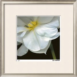 O'Keeffe Jonquil Limited Edition Framed Print by Pip Bloomfield