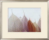 Cabernet Prints by Durwood Zedd