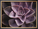 Echeveria I Posters by Andrew Levine