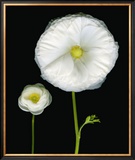 Two Friends II Prints by Pip Bloomfield