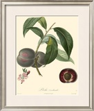 Plums Prints by Bessa 