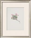 Small Alpine Rose Prints by Moritz Michael Daffinger