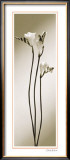 Fressia Prints by Edoardo Sardano