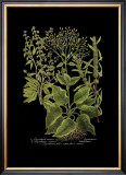 Weinmann Botanical on Black V Prints by Johann Wilhelm Weinmann