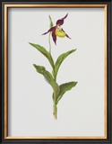 Lady's Slipper Posters by Moritz Michael Daffinger