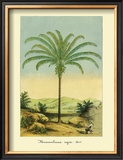 Maximiliana Palm Framed Giclee Print by Ch. Lemaire