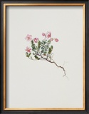 Small Alpine Rose Prints by Moritz Michael Daffinger