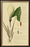 Aroid Plant III Poster by A. Descubes