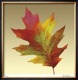 Oak Leaf Limited Edition Framed Print by Robert Mertens