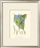 Periwinkle Blooms I Prints by Samuel Curtis