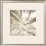 Silver Birch Prints by Adam Brock