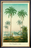 Coco Palm Prints by Ch. Lemaire