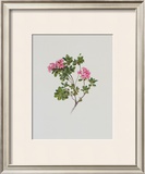 Alpine Rose Print by Moritz Michael Daffinger