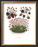 Cyclamen Art
