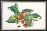 Medlar and Fruit Print by Carlos Von Riefel