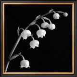 Spring Bells II Poster by Michael Faragher