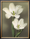 Tulipani Poster by Andrea Trivelli