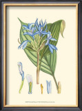 Periwinkle Blooms I Prints by Samuel Curtis