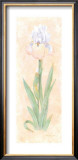 Iris Soliloquy II Poster by Nancy Kaestner