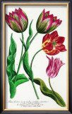 Striped and Variegated Tulips Prints by Johann Wilhelm Weinmann