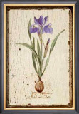 Iris Reticulata Posters by Lisa Canney Chesaux