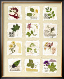 Kent Garden Fragments Prints by Hewitt 