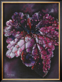 Heuchera After Rain Prints by Sue Warner