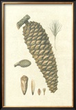 Crackled Woodland Pinecones IV Posters by Silva 